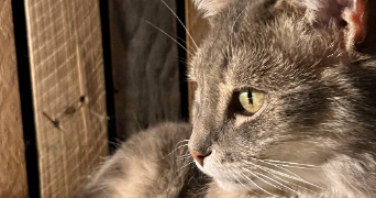 valerie pet sitter à CHALONVILLARS 70400_2