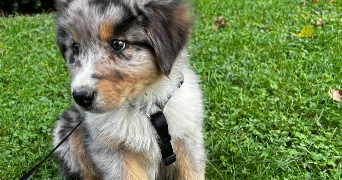 mélanie pet sitter à CLERMONT FERRAND 63000_1