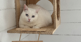 stephanie pet sitter à MARSEILLE 13 13013_2