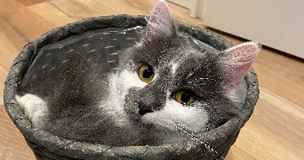 claire-marie pet sitter à QUIMPER 29000_2