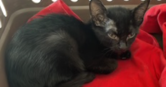 marie theresia pet sitter à STRASBOURG 67000_1