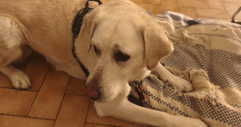 jean charles  dog sitter à GEX 01170_5