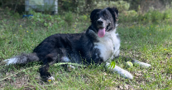 florian dog sitter à STE FOY LES LYON 69110_1