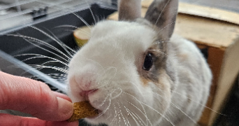 malaquin émilie  pet sitter à LABOURSE 62113_0