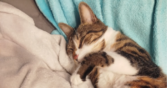 luna pet sitter à MAROLLES EN BRIE 94440_4