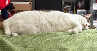 armance pet sitter à POITIERS 86000_2