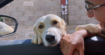 anas pet sitter à MAGESCQ 40140_3