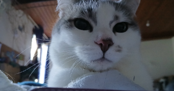 florence pet sitter à ST REMY SUR DUROLLE 63550_0