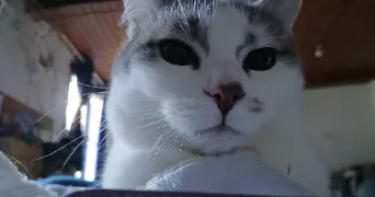 florence pet sitter à ST REMY SUR DUROLLE 63550