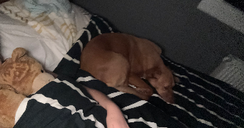 Éden pet sitter à LYON 08 69008_7