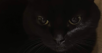 benjamin pet sitter à ORVAULT 44700_1