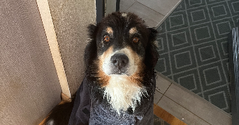 cordaro pet sitter à BAGNOLS 69620_1