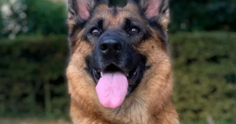 camaret pet sitter à PARIS 16 75116_1