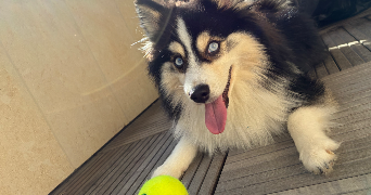 chloé pet sitter à CLAMART 92140_4