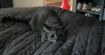 iuliia pet sitter à COLOMBES 92700_9
