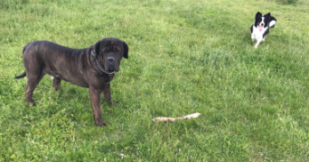 pauline pet sitter à L ISLE JOURDAIN 32600_8