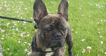 océane pet sitter à LA COUTURE 62136_0