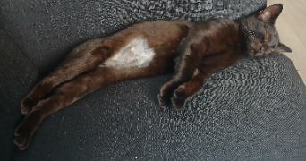 lilith pet sitter à CHERBOURG EN COTENTIN 50110_2