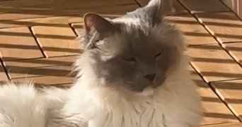 laura pet sitter à Courbevoie 92400_9