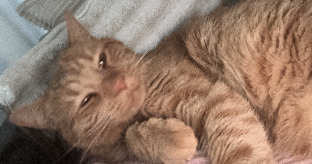 myriam pet sitter à CORBEIL ESSONNES 91100