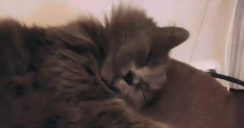 alice pet sitter à ST BRICE 77160_1