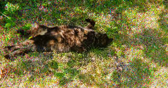 julia pet sitter à NOTRE DAME DES LANDES 44130_1