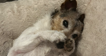 ilona pet sitter à ST SULPICE ET CAMEYRAC 33450_2