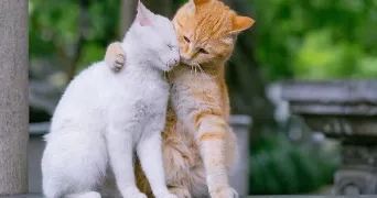 muriel pet sitter à BRETAGNE DE MARSAN 40280