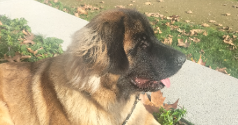 virginia pet sitter à TERRANJOU 49540_2