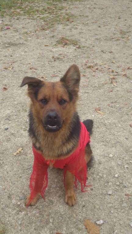 Tiffany pet sitter à Boismorand 45290_0