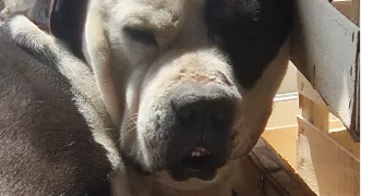 maeva pet sitter à BULLY LES MINES 62160