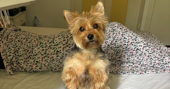 stéphanie  pet sitter à ST GERMAIN EN LAYE 78100_8