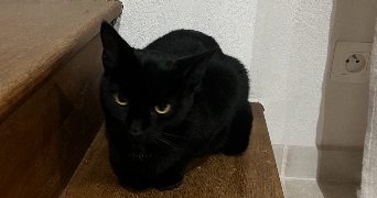 romane pet sitter à LYON 04 69004_2