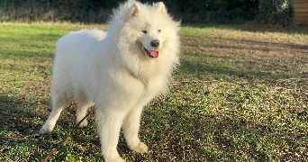 lola pet sitter à ST GENIS LES OLLIERES 69290_3