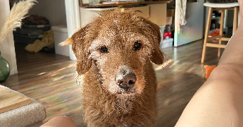 marion pet sitter à LE HAVRE 76620_2