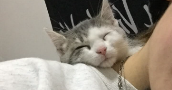 lola pet sitter à MONTBELIARD 25200_1