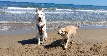 lisa pet sitter à ST JEAN D HEURS 63190_5