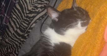 farah pet sitter à CHAMPIGNY SUR MARNE 94500_5