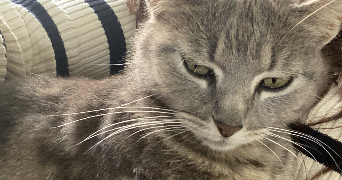 sophie pet sitter à ST JEAN D ILLAC 33127_1