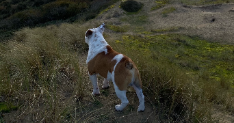 zoé pet sitter à Gujan-Mestras 33470_6