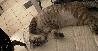 maya pet sitter à MONTPELLIER 34070_2