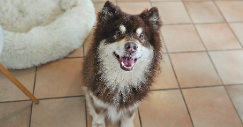 emilie pet sitter à MONTOIS LA MONTAGNE 57860_2