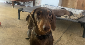 anais pet sitter à NANTERRE 92000_4