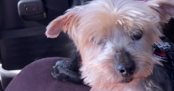 charline pet sitter à GERZAT 63360_2