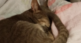 elia pet sitter à DIJON 21000_3