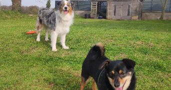 chloé pet sitter à LE HAVRE 76620_2