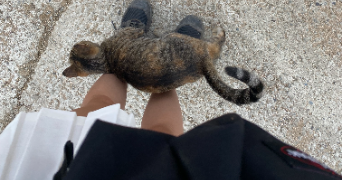 pauline pet sitter à DUNKERQUE 59140_3