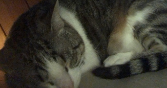 oceane pet sitter à LE PONT DE CLAIX 38800_3