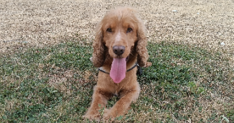 léna pet sitter à CORMERY 37320_2