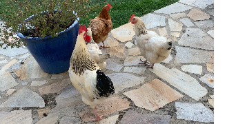 sarah pet sitter à MONTGEROULT 95650_7